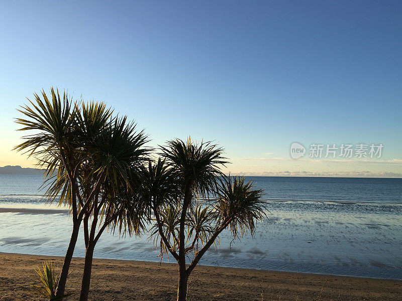 New Zealand / Aotearoa by Sunset;Ti Kouka (Cordyline Australis)，黄昏